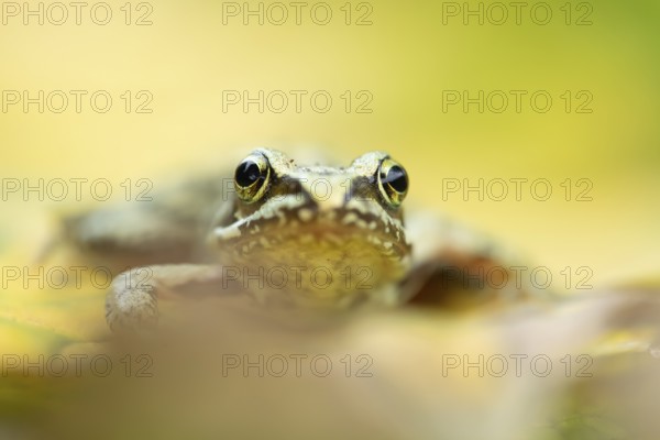 Common frog (Rana temporaria) juvenile baby froglet amphibian on fallen autumn leaves in a garden, England, United Kingdom