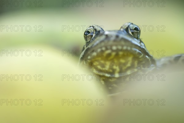 Common frog (Rana temporaria) adult amphibian amongst fallen apples fruit in a garden in autumn, England, United Kingdom