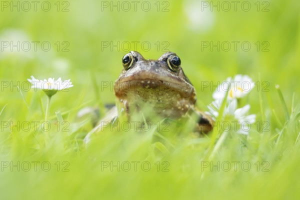 Common frog (Rana temporaria) adult amphibian on a garden grass lawn with daisy flowers in summer, England, United Kingdom