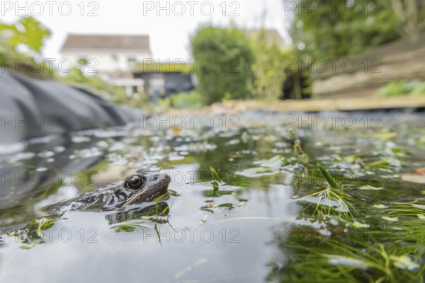 Common frog (Rana temporaria) adult amphibian on the water surface of a garden pond with a house in the background, England, United Kingdom