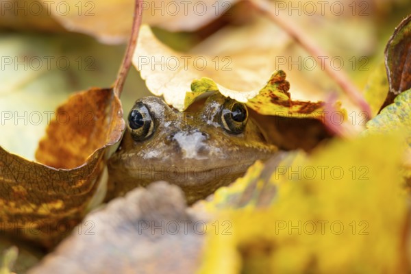 Common frog (Rana temporaria) adult amphibian amongst fallen autumn leaves in a garden, England, United Kingdom