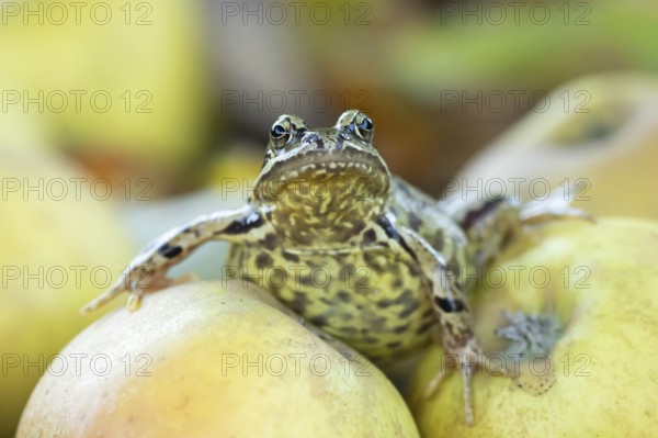 Common frog (Rana temporaria) adult amphibian on fallen apples fruit in a garden in autumn, England, United Kingdom