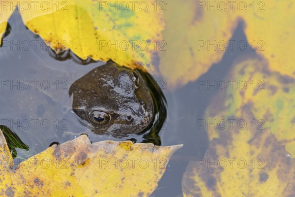 Common frog (Rana temporaria) adult amphibian on the water surface of a garden pond with fallen autumn leaves, England, United Kingdom
