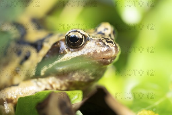 Common frog (Rana temporaria) adult amphibian in a garden in summer, England, United Kingdom
