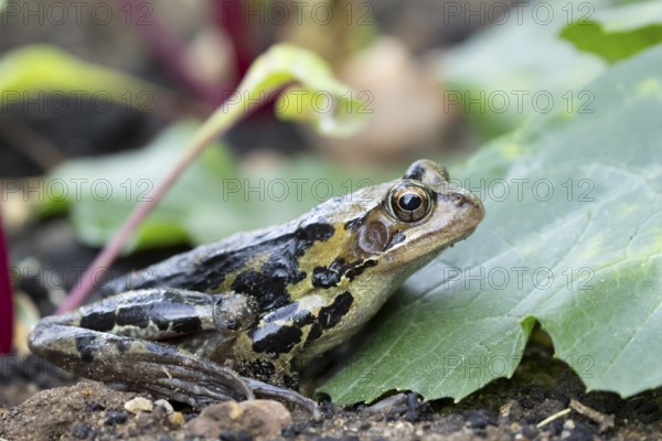 Common frog (Rana temporaria) adult amphibian amongst a garden vegetable border in summer, England, United Kingdom