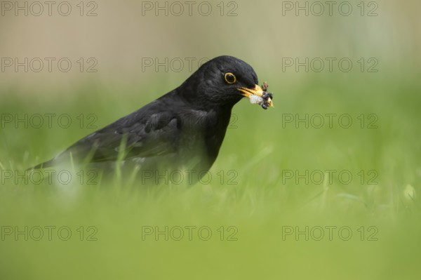 Eurasian blackbird (Turdus merula) adult male garden bird collecting grubs for food from a grass lawn in spring, England, United Kingdom