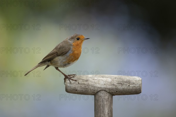 European robin (Erithacus rubecula) adult garden bird on a fork handle in spring, England, United Kingdom