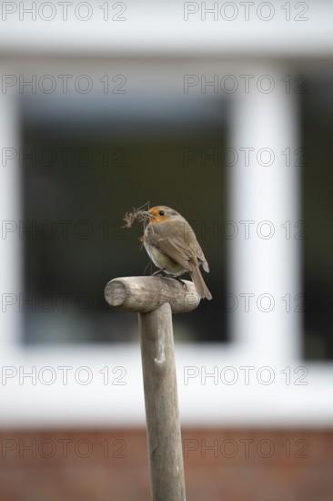 European robin (Erithacus rubecula) adult garden bird with nesting material in its beak on a fork handle in spring, England, United Kingdom