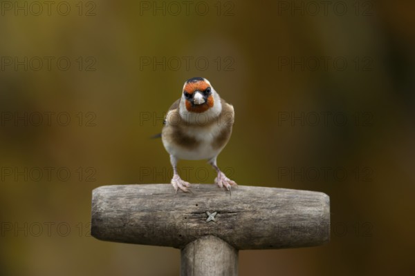 European goldfinch (Carduelis carduelis) adult garden bird on a fork handle in autumn, England, United Kingdom