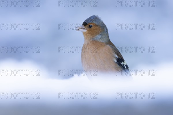 Eurasian chaffinch (Fringilla coelebs) adult male garden bird in snow in winter, England, United Kingdom