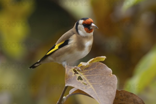 European goldfinch (Carduelis carduelis) adult garden bird in a Magnolia tree with autumn colour leaves, England, United Kingdom
