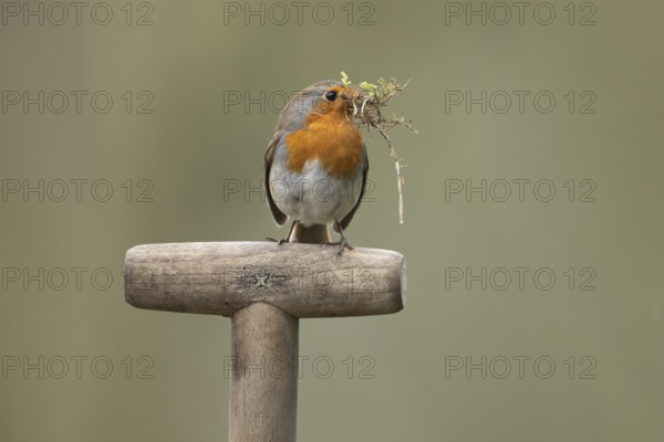 European robin (Erithacus rubecula) adult garden bird with nesting material in its beak on a fork handle in spring, England, United Kingdom