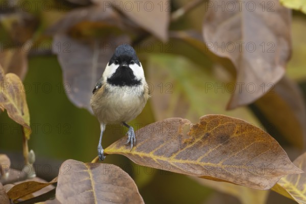 Coal tit (Periparus ater) adult garden bird in a Magnolia tree with autumn colour leaves, England, United Kingdom