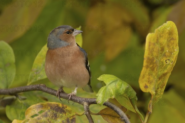 Eurasian chaffinch (Fringilla coelebs) adult male garden bird in a Magnolia tree with autumn colour leaves, England, United Kingdom