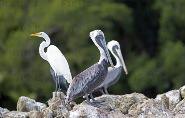 Pelicans (Pelecanus) at the river Rio Dulce, Livingston, Departamento Izabal, Guatemala