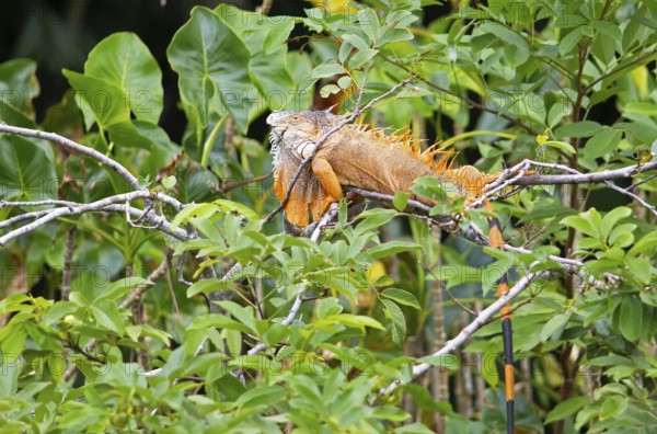 Green iguana (Iguana iguana) in the bushes by the Rio Dulce river, Livingston, Departamento Izabal, Guatemala