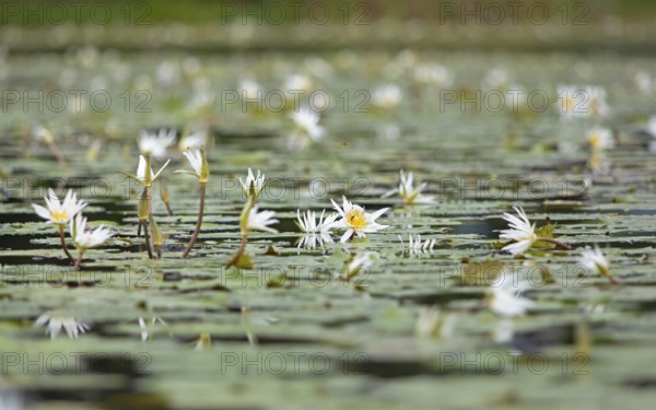 European white water lilies (Nymphaea alba) on the Rio Dulce, Livingston, Departamento Izabal, Guatemala
