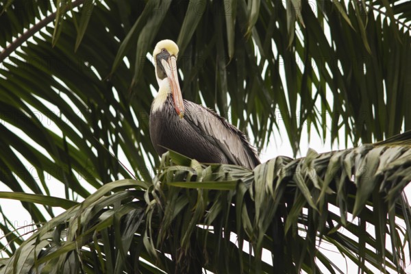 Brown pelican (Pelecanus occidentalis) on a palm tree at the Rio Dulce, Livingston, Departamento Izabal, Guatemala