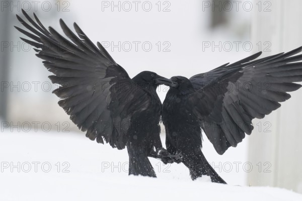 Two fighting crows (Corvus corone) in the snow, Hesse, Germany