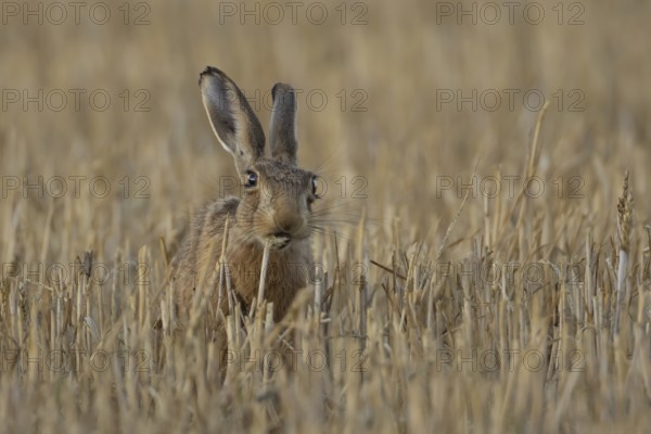 European brown hare (Lepus europaeus) adult mammal eating a wheat sheath in a farmland stubble field in summer, England, United Kingdom
