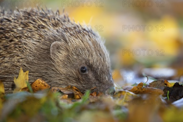 European hedgehog (Erinaceus europaeus) adult mammal walking on fallen autumn colour leaves in a garden, England, United Kingdom