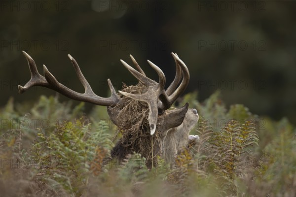 Red deer (Cervus elaphus) adult male stag mammal roaring during the rutting season in autumn, England, United Kingdom