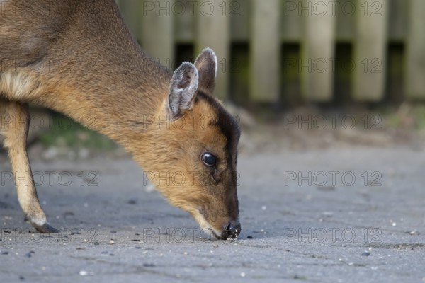 Muntjac deer (Muntiacus reevesi) adult mammal feeding on an urban path, England, United Kingdom