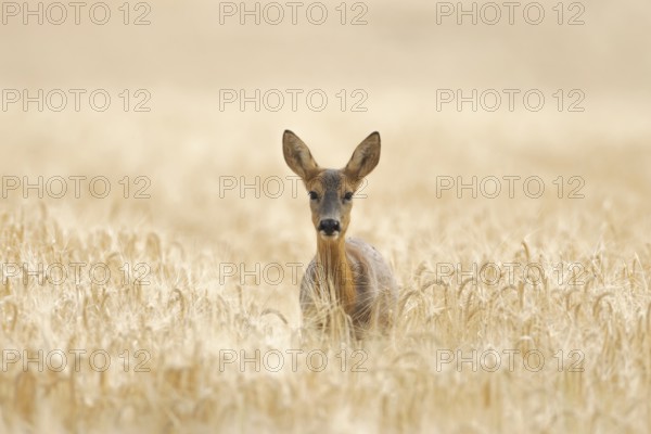 Roe deer (Capreolus capreolus) adult female doe animal in a farmland barley field in summer, England, United Kingdom