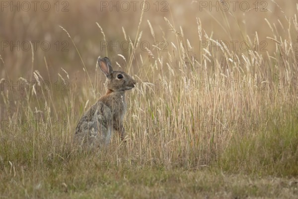 European rabbit (Oryctolagus cuniculus) adult wild mammal feeding in long grass in summer, England, United Kingdom