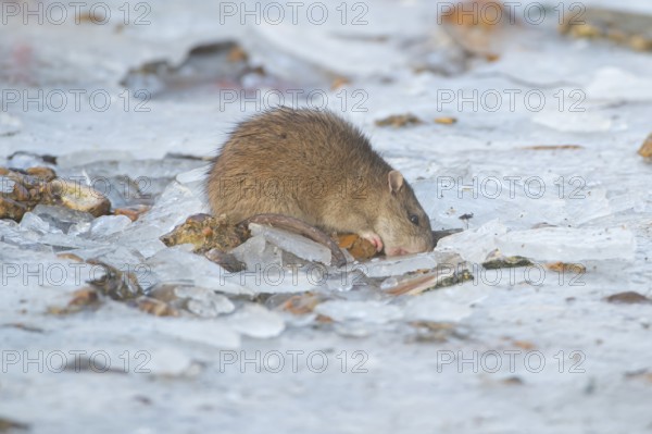 Brown rat (Rattus norvegicus) adult mammal eating seed on frozen ground in winter, England, United Kingdom