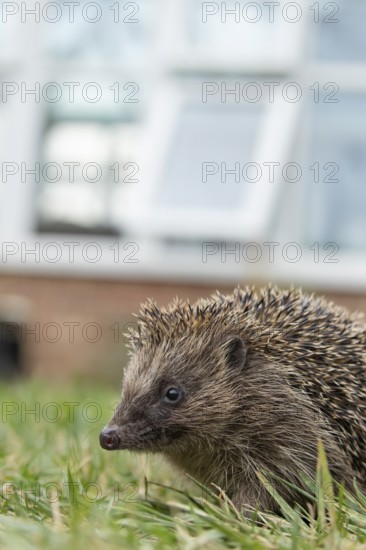 European hedgehog (Erinaceus europaeus) adult mammal on a garden grass lawn with a house in the background in summer, England, United Kingdom