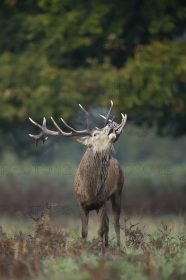 Red deer (Cervus elaphus) adult male stag mammal roaring during the rutting season in autumn, England, United Kingdom