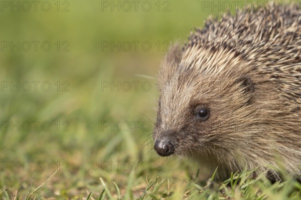 European hedgehog (Erinaceus europaeus) adult mammal on a garden grass lawn in summer, England, United Kingdom