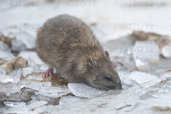 Brown rat (Rattus norvegicus) adult mammal searching for food on frozen ground in winter, England, United Kingdom