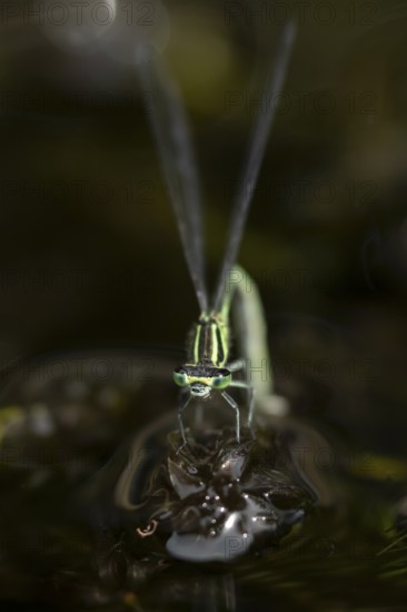 Blue tailed damselfly (Ischnura elegans) adult female insect laying eggs or ovipositing on pond weed in a garden pond in summer, England, United Kingdom