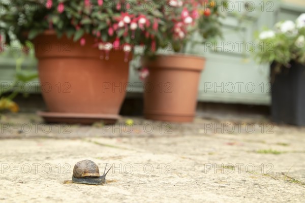 Garden snail (Cornu aspersum) adult molluscs gastropod on a garden patio with a house in the background in summer, England, United Kingdom