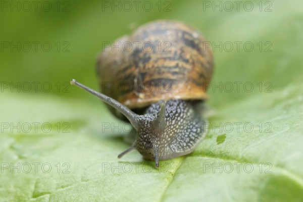 Garden snail (Cornu aspersum) adult molluscs gastropod on a garden vegetable plant leaf in summer, England, United Kingdom