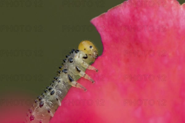 Large rose sawfly (Arge pagana) adult insect larva garden pest feeding on a rose plant petal in summer, England, United Kingdom