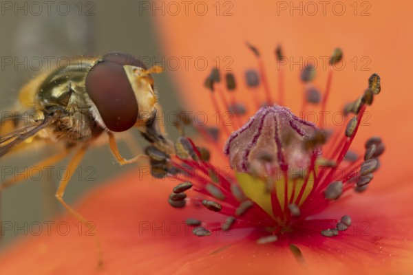 Common hoverfly (Eupeodes corollae) adult insect feeding on pollen from a red Common field poppy (Papaver rhoeas) flower in summer, England, United Kingdom