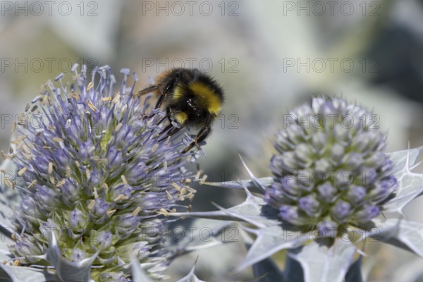 Red tailed bumblebee (Bombus lapidarius) adult bee insect feeding on a Sea holly flower in summer, England, United Kingdom