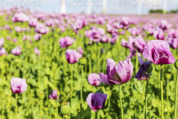 Field with blue poppy (Papaver somniferum) in bloom, Penig, Saxony, Germany
