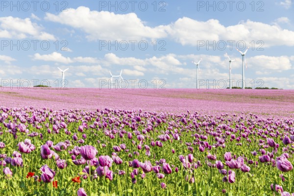Field with blue poppy (Papaver somniferum) in bloom, wind turbines in the background, Penig, Saxony, Germany