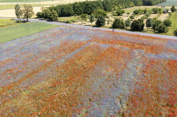 Aerial view of a field where corn poppies (Papaver rhoeas) and cornflowers (Centaurea cyanus) are in bloom, shining in blue and red, Hirschstein, Riesa, Saxony, Germany