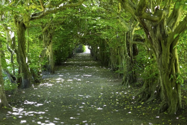 Pergola with old hornbeams (Carpinus betulus) in Pulsnitz Castle Park, Saxony, Germany