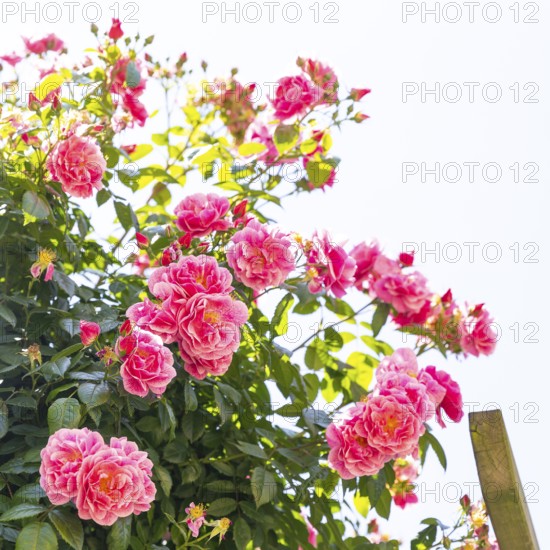 Pink roses bloom (pink) against a blue sky, Saxony, Germany