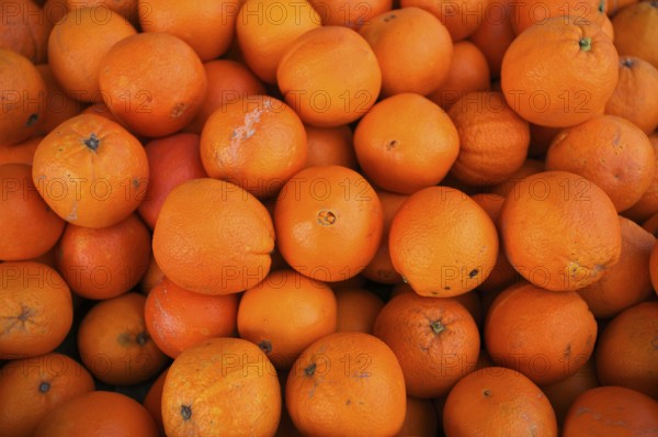 Oranges, juice oranges, fruit, fruit stand, market stand, market, Fellbach, Baden-Württemberg, Germany