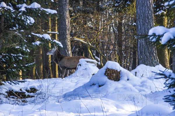 Male red deer, Cervus elaphus, in snowy winter forest, Swabian Jura, Baden-Württemberg, Germany