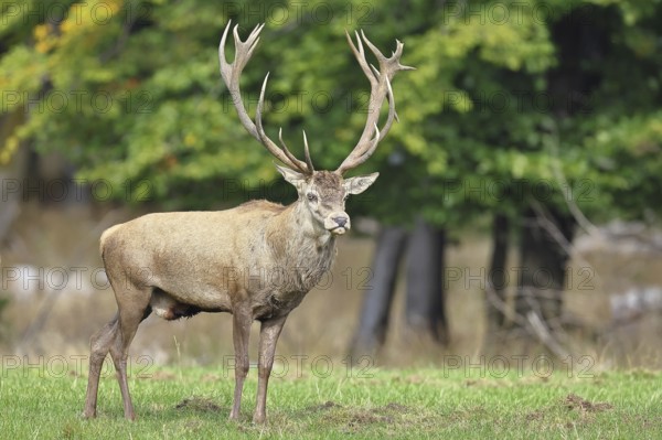 Red deer (Cervus elaphus) during the rutting season, capital stag in a forest clearing, wildlife, autumn, Sauerland, North Rhine-Westphalia, Germany