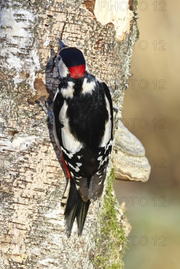 Great spotted woodpecker (Dendrocopus major), male, foraging on the trunk of a common birch (Betula pendula), wildlife, woodpeckers, nature photography, autumn, Wilnsdorf, North Rhine-Westphalia, Germany