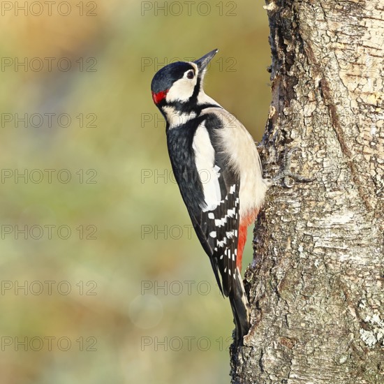 Great spotted woodpecker (Dendrocopus major), male, foraging on the trunk of a common birch (Betula pendula), wildlife, woodpeckers, nature photography, autumn, Wilnsdorf, North Rhine-Westphalia, Germany